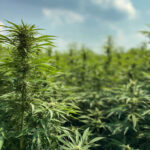 découvrez les avantages du cbd sans thc, ses usages possibles et comment profiter de ses bienfaits en toute légalité.