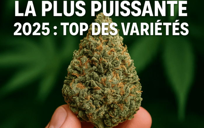 découvrez l'état des connaissances des forces de l'ordre en 2025 concernant le cbd sans thc, ses usages légaux et ses implications.