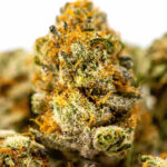 découvrez les bienfaits et usages de la fleur cbd puissante sans thc, une alternative naturelle pour la détente et le bien-être sans effets psychoactifs.