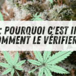 découvrez l'effet des fleurs de cbd sans thc : bienfaits apaisants, détente naturelle et bien-être sans effets psychoactifs.