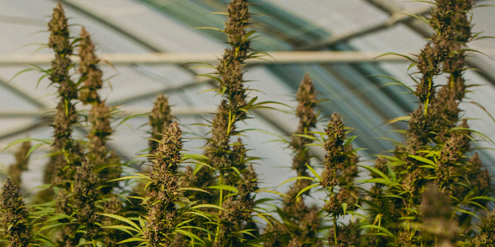 découvrez les avantages des fleurs de cbd bio : qualités naturelles, bienfaits pour le bien-être et utilisation saine.