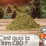 découvrez les bienfaits du trim cbd sans thc et comment l'intégrer facilement dans votre routine quotidienne pour un bien-être naturel et sans effet psychoactif.