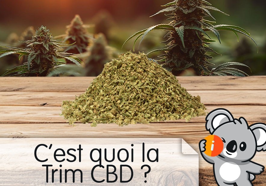 découvrez les bienfaits du trim cbd sans thc et comment l'intégrer facilement dans votre routine quotidienne pour un bien-être naturel et sans effet psychoactif.